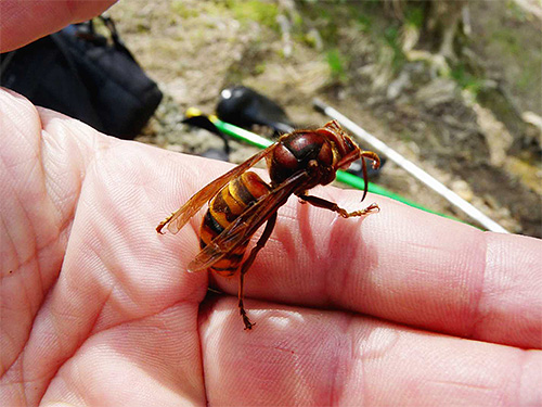 La piqûre de frelon peut être assez dangereuse même pour ceux qui n'ont pas d'allergie aux piqûres d'insectes