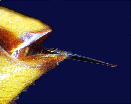 La photo montre le dard d'un frelon au microscope