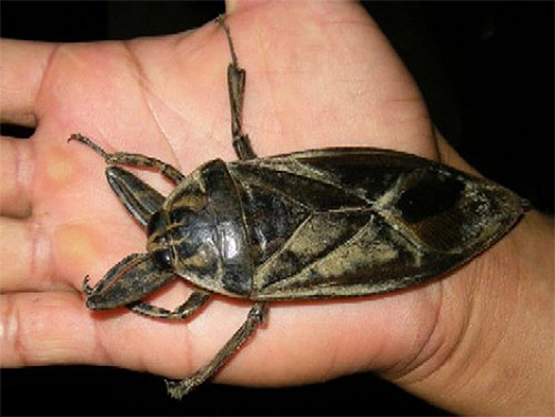 La punaise Bélostome géante La punaise Bélostome géante