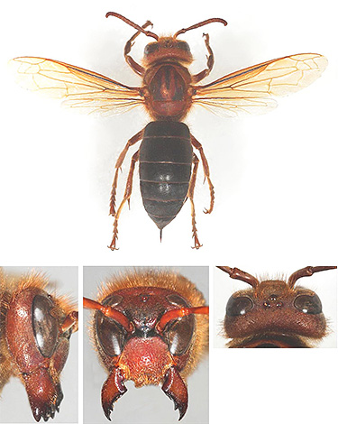 Les ailes du frelon noir ont une coloration brune plus prononcée que celles de son cousin européen Les ailes du frelon noir ont une coloration brune plus prononcée que celles de son cousin européen