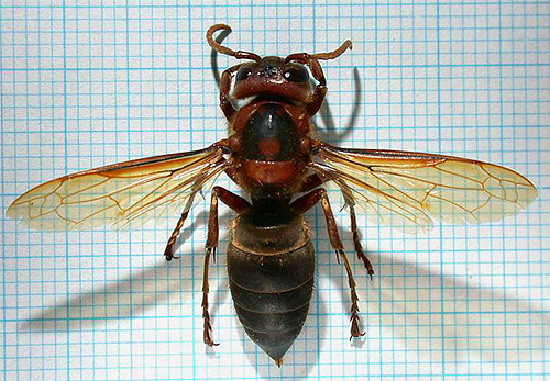 Frelon noir Frelon noir