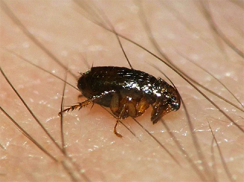 Même un petit nombre de puces survivant après le traitement peut donner naissance à une nouvelle population de parasites dans la maison.