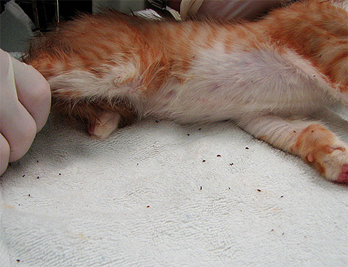 En cas de présence de nombreuses puces dans la maison, un animal peut présenter une dermatite sévère