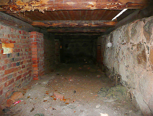 Dans les appartements du premier étage, des puces peuvent souvent apparaître depuis la cave