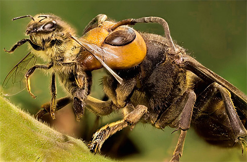 Les apiculteurs doivent souvent lutter contre les frelons, car ces insectes prédateurs représentent une menace directe pour les abeilles. Les apiculteurs doivent souvent lutter contre les frelons, car ces insectes prédateurs représentent une menace directe pour les abeilles.