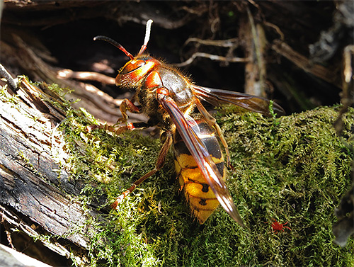 Avant de commencer la lutte contre les frelons, il faut déterminer s'il s'agit d'insectes isolés ou si leur nid se trouve non loin. Avant de commencer la lutte contre les frelons, il faut déterminer s'il s'agit d'insectes isolés ou si leur nid se trouve non loin.