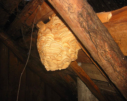 Si les frelons installent leur nid dans une construction en bois, il ne faut en aucun cas lutter contre eux avec des moyens inflammables. Si les frelons installent leur nid dans une construction en bois, il ne faut en aucun cas lutter contre eux avec des moyens inflammables.
