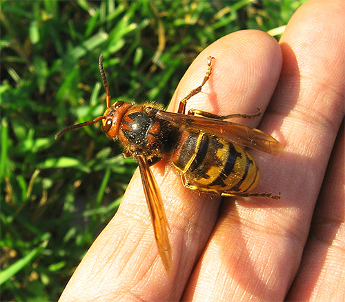 Si vous décidez de fumer les insectes hors du nid, respectez toutes les mesures de précaution : les frelons ou les guêpes en colère peuvent attaquer. Si vous décidez de fumer les insectes hors du nid, respectez toutes les mesures de précaution : les frelons ou les guêpes en colère peuvent attaquer.