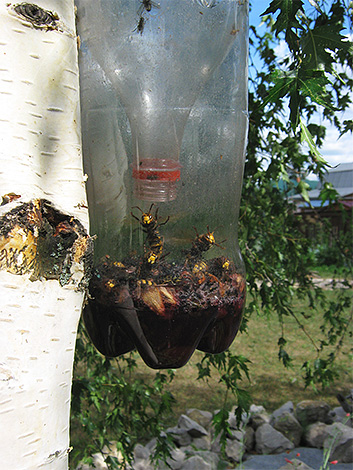 Piège rempli d'insectes accroché à un arbre Piège rempli d'insectes accroché à un arbre