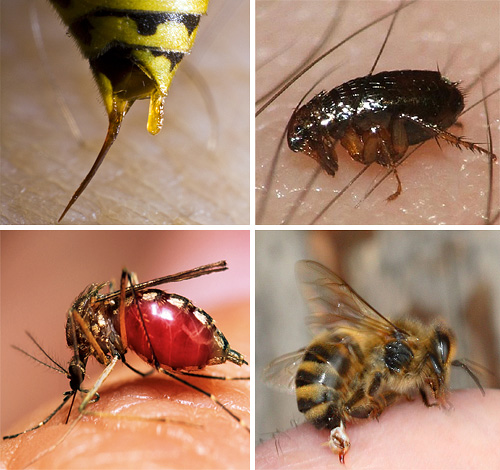 Lors de piqûres de certains insectes, il est très important de savoir prodiguer correctement les premiers secours à la victime afin d'éviter des conséquences graves pour sa santé.