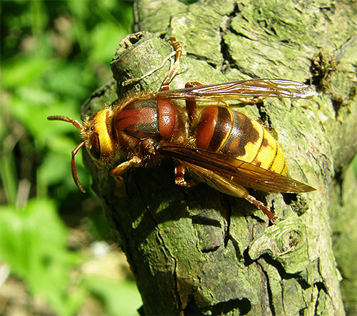 En cas de piqûres d'insectes venimeux, il sera approprié dans la plupart des cas de prendre les mêmes mesures que pour une piqûre de frelon.