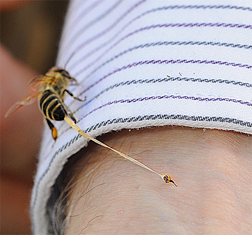 Les piqûres d'abeilles, de guêpes et de frelons peuvent provoquer une réaction allergique rapide et sévère.