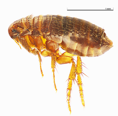 En cas de piqûres de puces et autres insectes hématophages, il faut d'abord désinfecter les zones cutanées touchées avec un antiseptique.