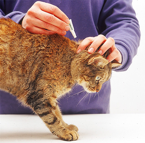 Les gouttes insecticides peuvent protéger votre animal des petits suceurs de sang pendant longtemps, et même contre les insectes qui sautent à nouveau.