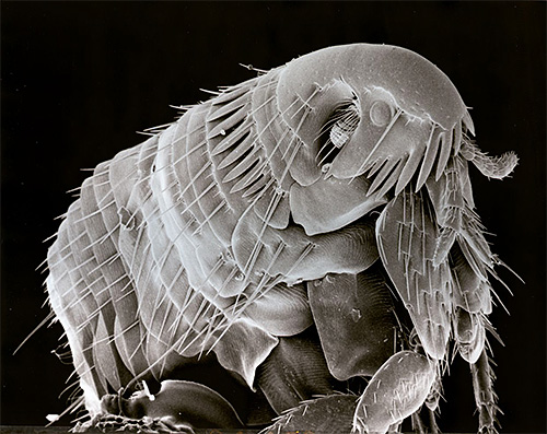 Photographie d'une puce au microscope électronique