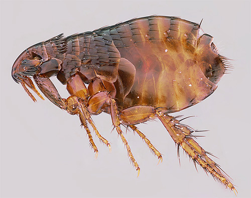 Les pattes arrière de la puce sont assez longues et bien développées, ce qui permet à ce petit insecte de bien sauter.