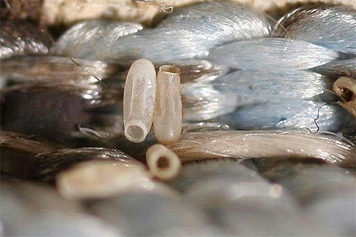 La photo montre des œufs de punaises sur un matelas