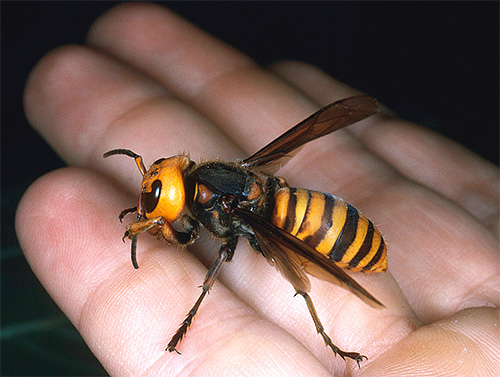 Découvrons les détails sur l'un des insectes les plus dangereux du monde - le frelon asiatique Vespa Mandarinia