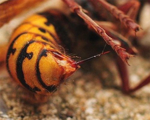 Les piqûres des frelons Vespa Mandarinia sont non seulement douloureuses, mais aussi extrêmement dangereuses