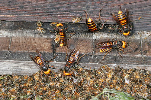 Les frelons asiatiques détruisent facilement des colonies entières d'abeilles mellifères européennes.