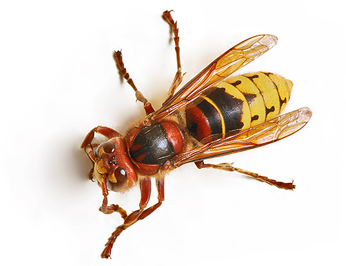 Frelon commun (européen)