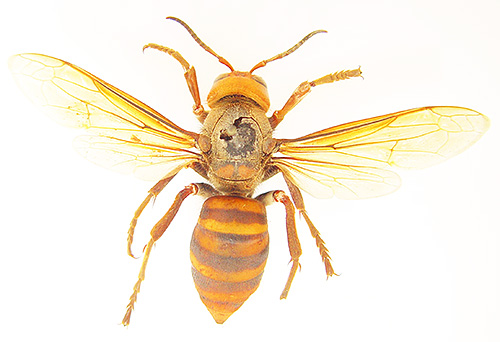 Le frelon Vespa Mandarinia se distingue également du frelon commun par des rayures plus marquées sur l'abdomen