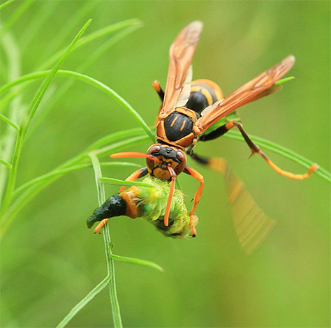 Le frelon emporte de petits insectes dans son nid pour nourrir les larves.