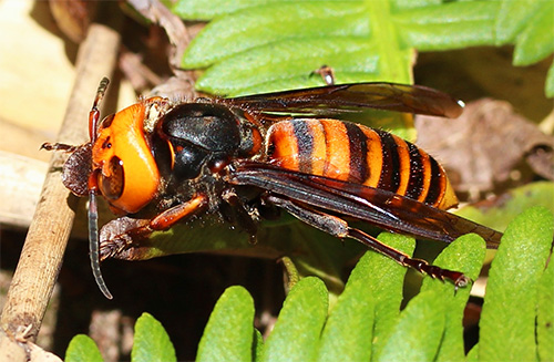 La coloration orange et noire du frelon géant d'Asie avertit de son danger pour les autres