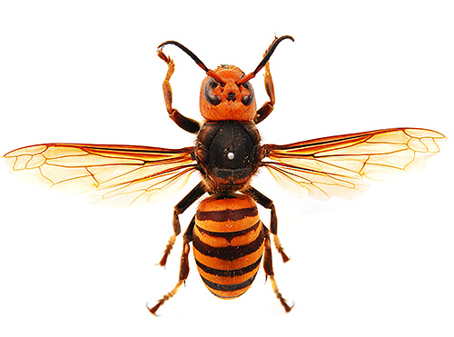 Frelon asiatique géant