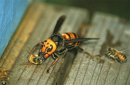 Les frelons peuvent chasser les abeilles et piller leurs ruches
