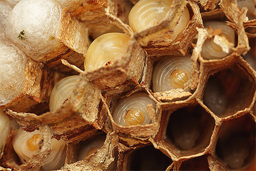 Les larves de frelons se trouvent dans les rayons, où les insectes adultes leur apportent de la nourriture.