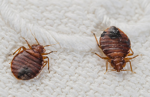 En refroidissant, les particules d'aérosol se déposent sur les surfaces, conservant leur action toxique contre les punaises de lit. En refroidissant, les particules d'aérosol se déposent sur les surfaces, conservant leur action toxique contre les punaises de lit.