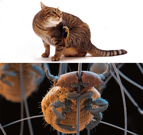 Voyons si les chats ont des poux et, si c'est le cas, comment s'en débarrasser...