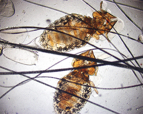 Mallophages félins au microscope