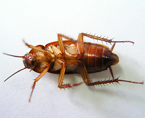 La fumée contenant des insecticides peut détruire efficacement les cafards et les punaises de lit dans les appartements ordinaires.