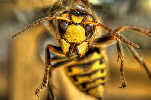 Inconsciemment, nous considérons les frelons comme des insectes dangereux, et cela se reflète dans les rêves. Inconsciemment, nous considérons les frelons comme des insectes dangereux, et cela se reflète dans les rêves.