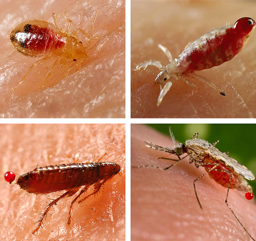 Voyons quels insectes hématophages peuvent tout à fait se trouver dans votre lit...