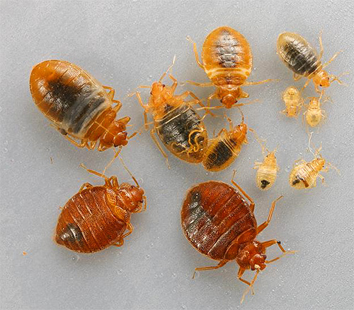 En cas de présence d'un grand nombre de punaises de lit dans la maison, il vaut la peine d'utiliser des concentrés insecticides.