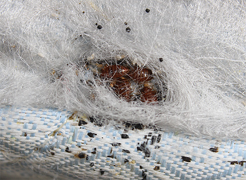 Un tel nid de punaises de lit dans un meuble serait difficile à détecter si l'on n'était pas certain de la présence de parasites dans la maison.