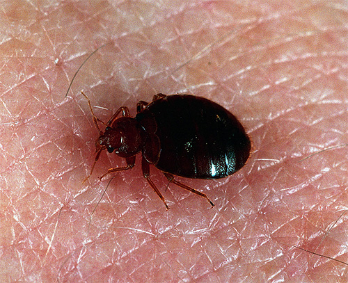 Les parasites hématophages se nourrissent précisément de sang humain, ils sont donc souvent peu sensibles à la propreté du logement et à son état sanitaire.