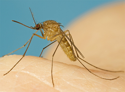 Le moustique est un exemple typique d'insecte hématophage