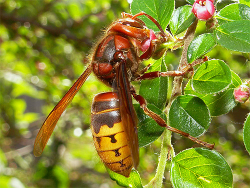 Hors du nid, on peut prendre la reine des frelons pour un simple grand représentant de ces insectes. Hors du nid, on peut prendre la reine des frelons pour un simple grand représentant de ces insectes.