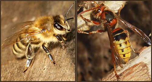 Le frelon (à droite) et l'abeille (à gauche) se ressemblent quelque peu par leur coloration Le frelon (à droite) et l'abeille (à gauche) se ressemblent quelque peu par leur coloration