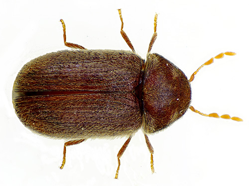 La vrillette du pain - un insecte petit mais très nuisible La vrillette du pain - un insecte petit mais très nuisible