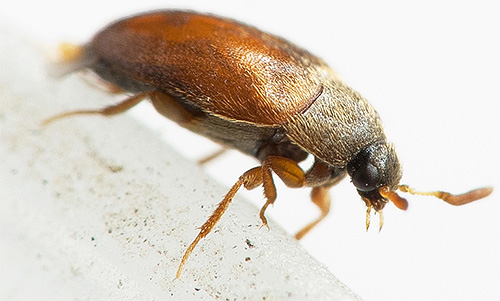 L'anthrène, malgré sa petite taille, peut causer des dégâts considérables à vos biens dans la maison. L'anthrène, malgré sa petite taille, peut causer des dégâts considérables à vos biens dans la maison.
