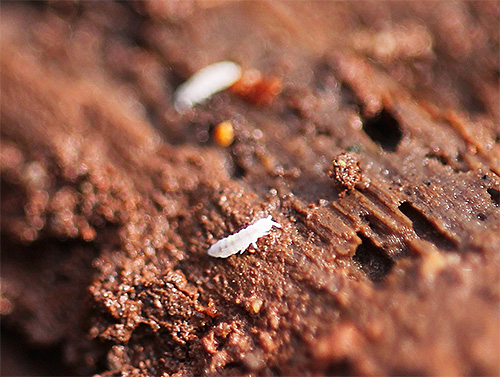 Les petits insectes blancs dans les pots de fleurs sont généralement des collemboles Les petits insectes blancs dans les pots de fleurs sont généralement des collemboles
