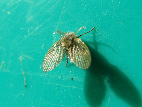 Psychode (Psychodidae) Psychode (Psychodidae)
