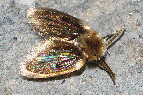 Les psychodes ressemblent à de petites mouches duveteuses de couleur grise Les psychodes ressemblent à de petites mouches duveteuses de couleur grise