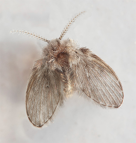 Le psychode - une petite mouche de couleur grisâtre Le psychode - une petite mouche de couleur grisâtre