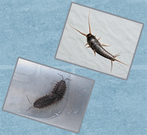 Voyons quels insectes peuvent s'installer dans une salle de bain ou des toilettes et comment les combattre correctement. Voyons quels insectes peuvent s'installer dans une salle de bain ou des toilettes et comment les combattre correctement.